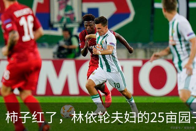 柿子红了，林依轮夫妇的25亩园子火了，这才是神仙日子！